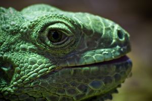 A zöld leguán (Iguana iguana)