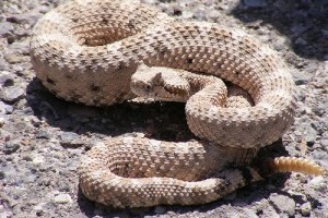 A szarvas csörgőkígyó (Crotalus cerastes)