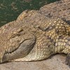 Krokodilfajok, avagy melyik a nagyobb óriáskrokodil?