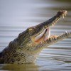 Krokodil lakik egy krétai tóban