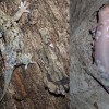 Új gekkófajt fedeztek fel, amely védekezéskor megválik a pikkelyeitől