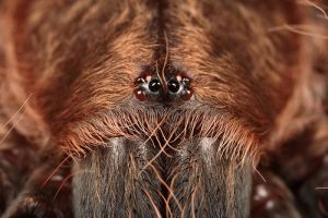 Mexikói vöröstérdű tarantula  (Brachypelma smithi)