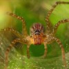 Pókok: a rovarvilág szuperhősei