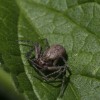 A „kasztrált” pókok jobb harcosok