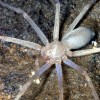 Megtalálták a világ első szem nélküli pókját