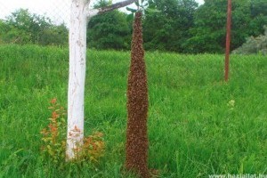 Fatörzs méretű méhraj csüngött a fán