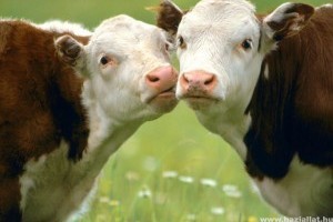 A tehenek barátkozását figyelik