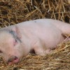 Afrikai sertéspestist mutatott ki a Nébih az ukrán határon - Ébresztő