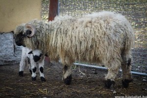 Különleges kisbárány született: wallisi feketeorrú báránnyal várják a Húsvétot
