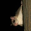 A déli repülőmókus vagy asszapán (Glaucomys volans) háziállatként