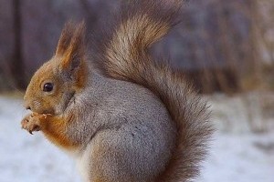 Az európai mókus, közönséges erdeimókus vagy vörös mókus (Sciurus vulgaris)