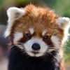 Vörös pandák a hóban - videó