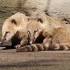 Ormányosmedvék: a koáti (fehérorrú ormányosmedve)