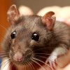 Csuklyás patkány: üldözöttből házikedvenc