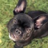 Tyson füle viszket - kutya fülatka kezelése
