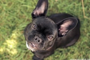 Tyson füle viszket - kutya fülatka kezelése