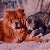 Csau-csau (Chow-chow)