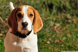 6 dolog, amiért a beagle a legrafkóbb vadászkutya!