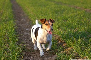A Jack Russell terrier