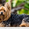 Milyen kutya a yorkshire terrier?