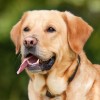 Labrador retriever, a tanulékony kutya