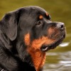 Rottweiler: kitartó, bátor és intelligens kutya