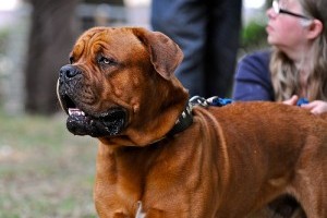 Bordeaux-i dog, az egyik legősibb francia kutyafajta