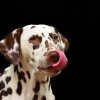 A dalmata - a 101 élvezetet nyújtó kutyafajta