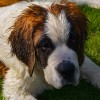 Bernáthegyi, minden idők leghíresebb Szentbernáthegyi kutyája