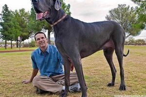 Meghalt a világ legnagyobb kutyája