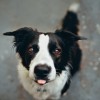 Minden, amit a border collie kutyafajtáról tudni érdemes