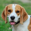 Beagle: bátor és kitartó kutya