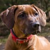 Afrikai oroszlánkutya (Rhodesian Ridgeback), családi kutya és népszerű vadászkutya