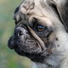 Mopsz, a ráncos képű, dülledt szemű cel-eb