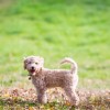 A bichon bolognese született bohóc