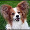 Papillon - a társasági "pillangó"