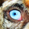 Louisiana Catahoula Leopárd – a démoni tekintetű kutyafajta