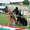 A világ 40, nemzetközileg bevethető mentőkutyája közül három magyar