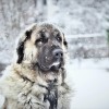Kaukázusi juhász határozatlan embernek nem való