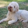 Lagotto romagnolo, a gyerekbarát szeretnivaló szőrmók