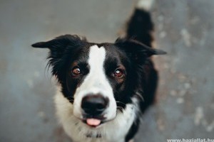 Minden, amit a border collie kutyafajtáról tudni érdemes