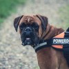 Mit kell tudni a Cane Corso kutyafajtáról?