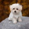 Bichon bolognese, a kis fehér szőrgombóc