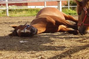 Miért alszanak állva a lovak, ha le tudnak feküdni?