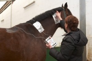 Modulált Elektroterápia lovaknál