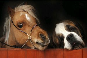 Mit eszik egymáson a kutya és a ló? - állati barátságok