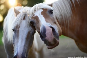Lovas tudnivalók: a vitaminok fontossága a ló táplálkozásában