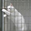 Houdini macska: Ismerkedj meg Chamaloww cicóval!