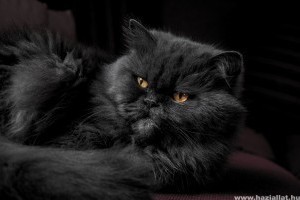 Perzsa cica vagy angóra: nem csak a hosszú szőr teszi a macskát