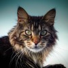 Maine Coon macska, a vikingek cicája